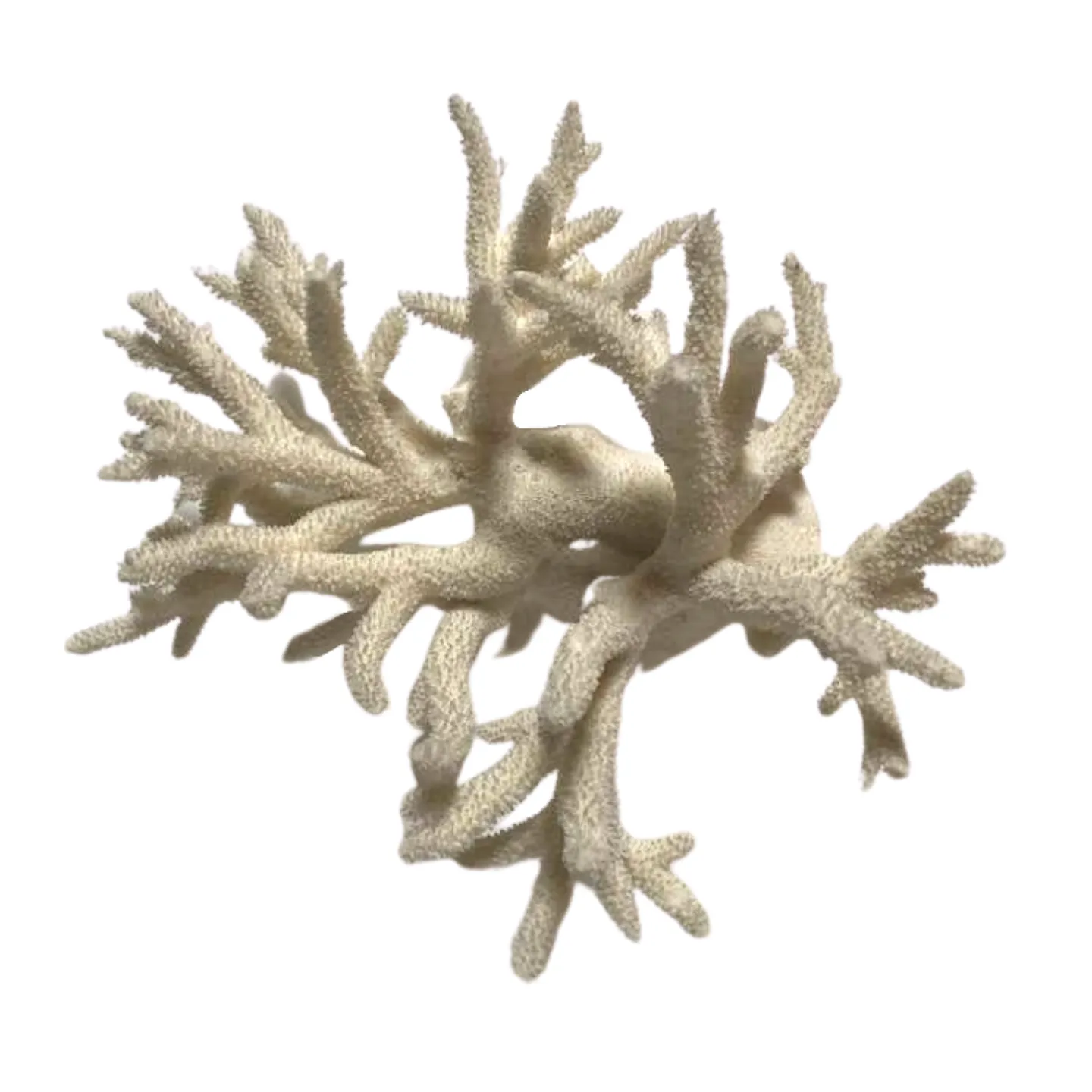Natural Antler Coral