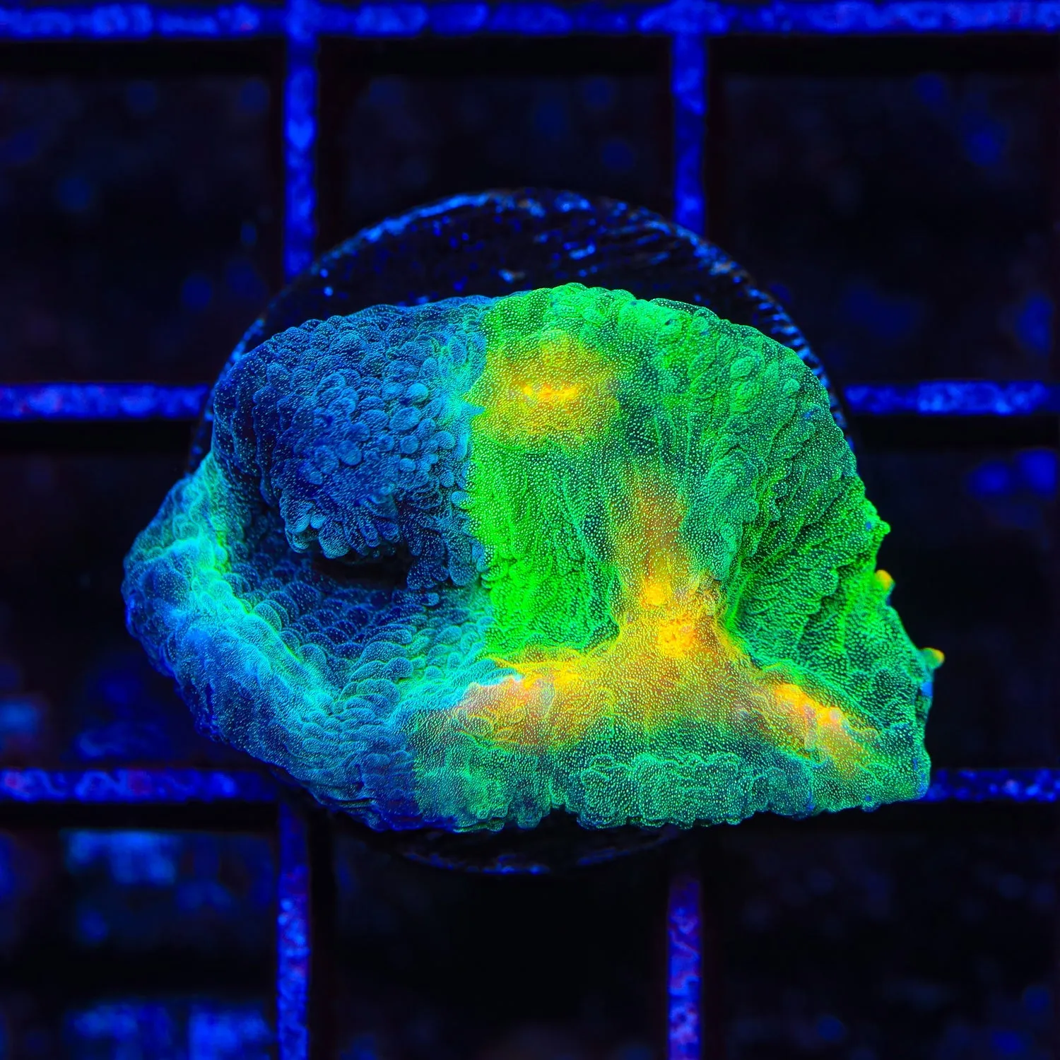 TSA Dark Side of The Moon Chalice Coral