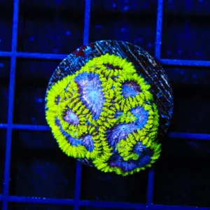 TSA lunar Favia Coral