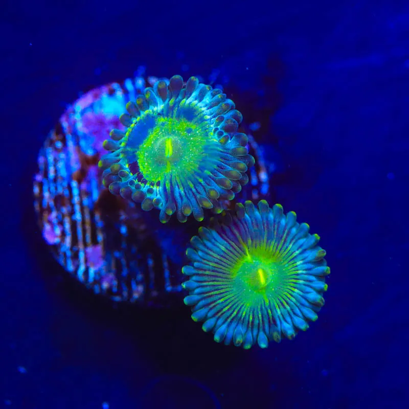 TSA Milky Way Zoanthids Coral