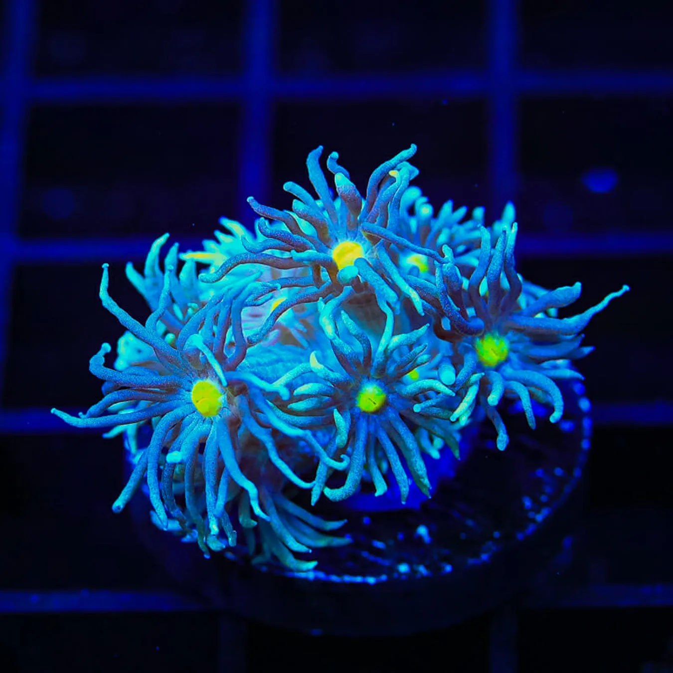 TSA Snake Eye Goniopora Coral