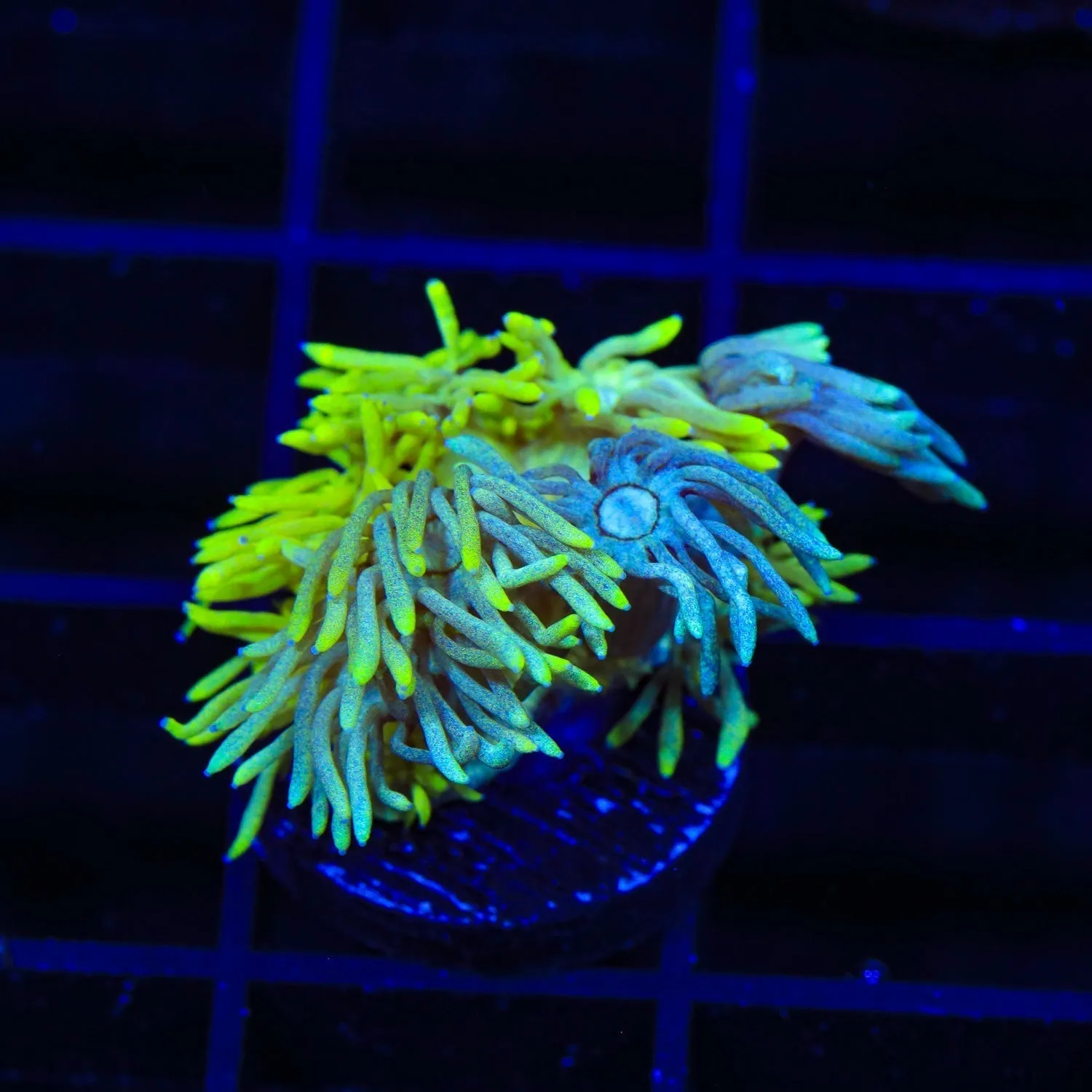 TSA Two Face Goniopora Coral