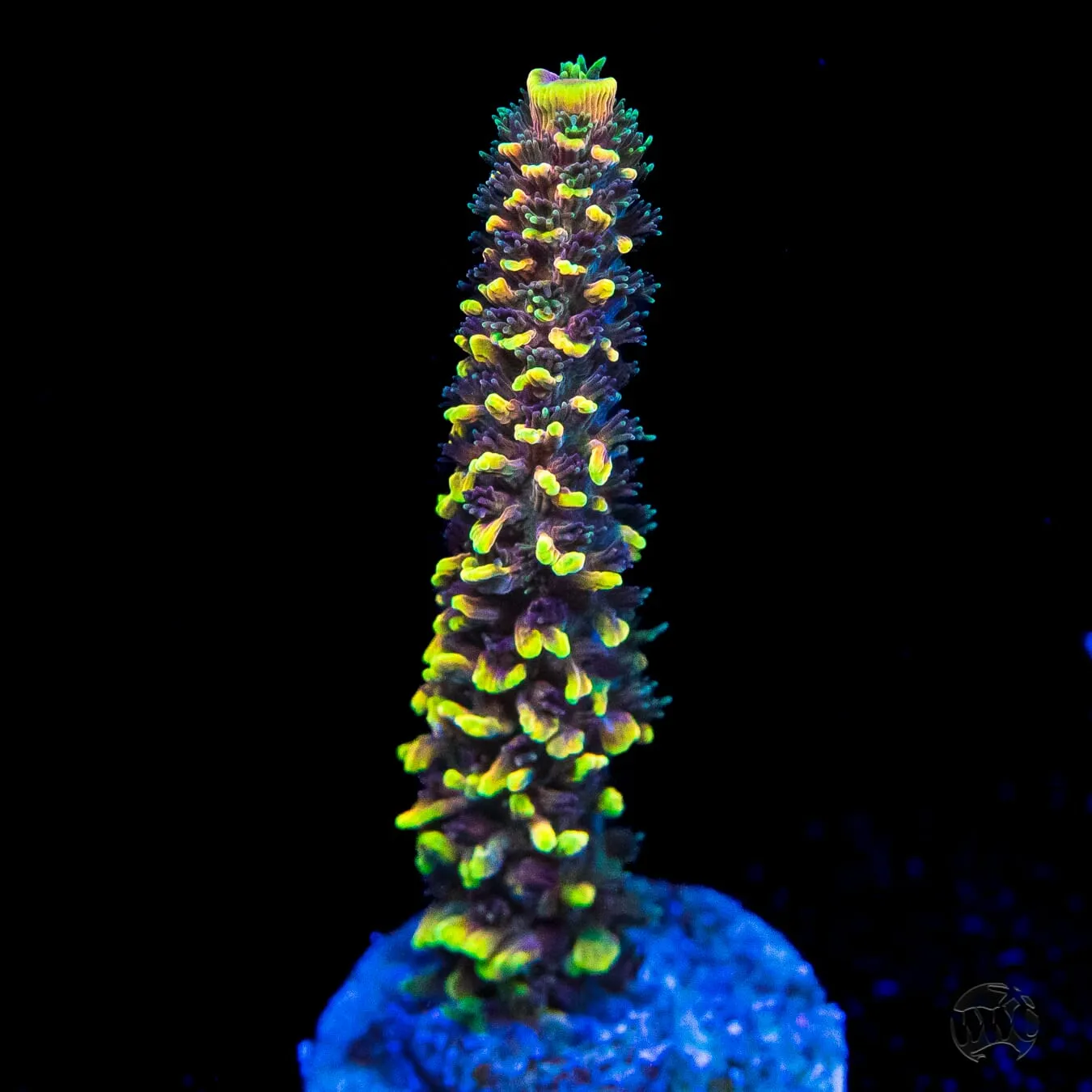 WWC Pineapple Pen Spath Acropora